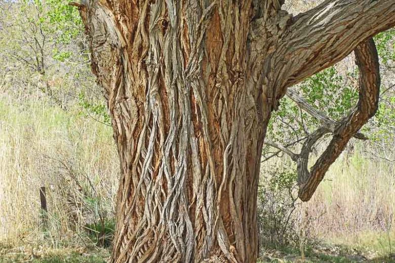 Populus fremontii, Fremont Cottonwood, Western Cottonwood, Gila Cottonwood, Alamo, Deciduous Tree, Fall Color