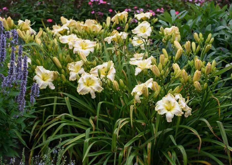 Hemerocallis Early Snow, Daylily Early Snow, Day Lily Early Snow, Early Snow Daylily, daylilies, Daylily, Day Lilies, White flowers, White day lily, White Daylily, Early Season Daylilies, Reblooming Daylilies