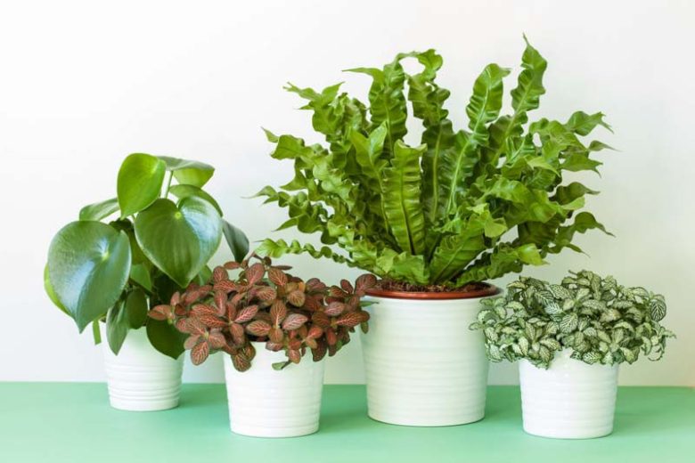 Asplenium nidus, Bird's Nest Fern, Evergreen fern, Shade plants, shade perennial, plants for shade, plants for wet soil