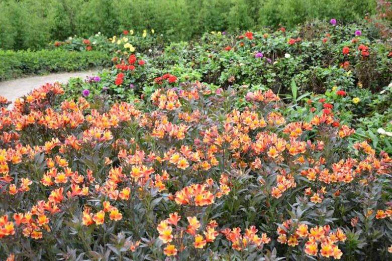Alstroemeria 'Indian Summer', Peruvian Lily 'Indian Summer', Lily of the Inca 'Indian Summer', Parrot Lily 'Indian Summer', Orange Lily, Orange Peruvian Lily, Orange Alstroemeria, Lily flower, Lily Flower