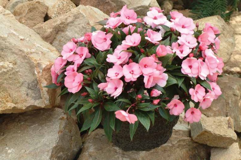 Impatiens 'Infinity Pink', Infinity Pink Impatiens, Mounding Impatiens, Pink Impatiens, Pink Flowers