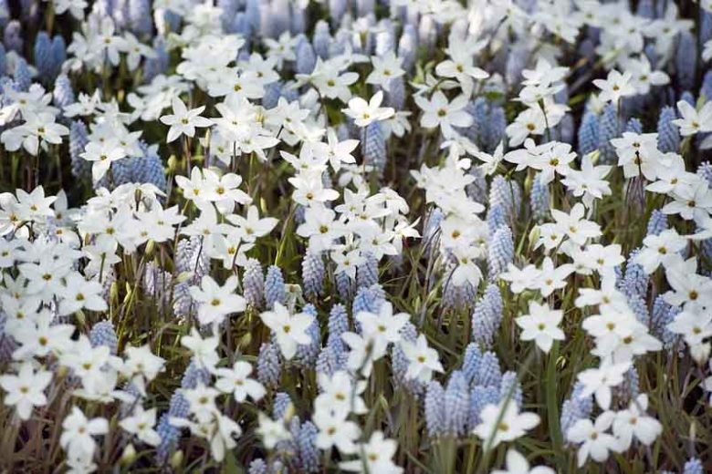Ipheion 'Alberto Castillo', Spring Starflower 'Alberto Castillo', Starflower 'Alberto Castillo', Springstar 'Alberto Castillo', early flowering bulb, winter bulb, white flowering bulb, White winter flowers