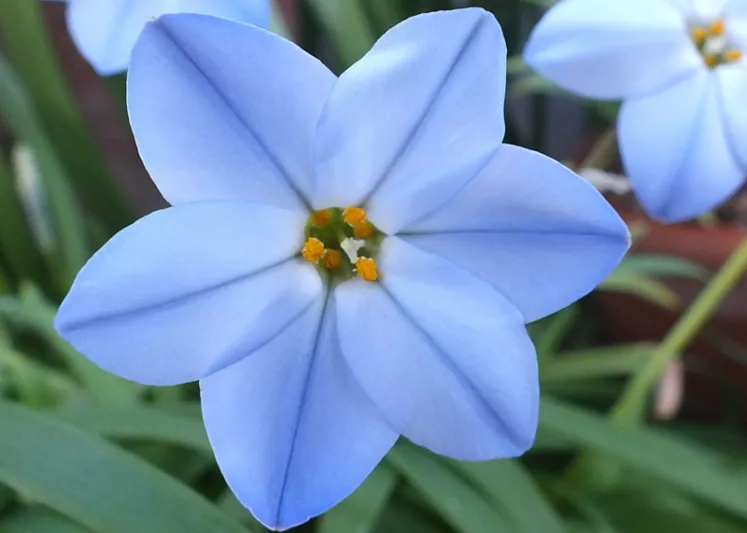 Ipheion 'Rolf Fiedler', Spring Starflower 'Rolf Fiedler', Starflower 'Rolf Fiedler', Springstar 'Rolf Fiedler', Ipheion uniflorum 'Rolf Fiedler', Tristagma 'Rolf Fiedler', early flowering bulb, winter bulb, Blue flowering bulb, Blue winter flowers
