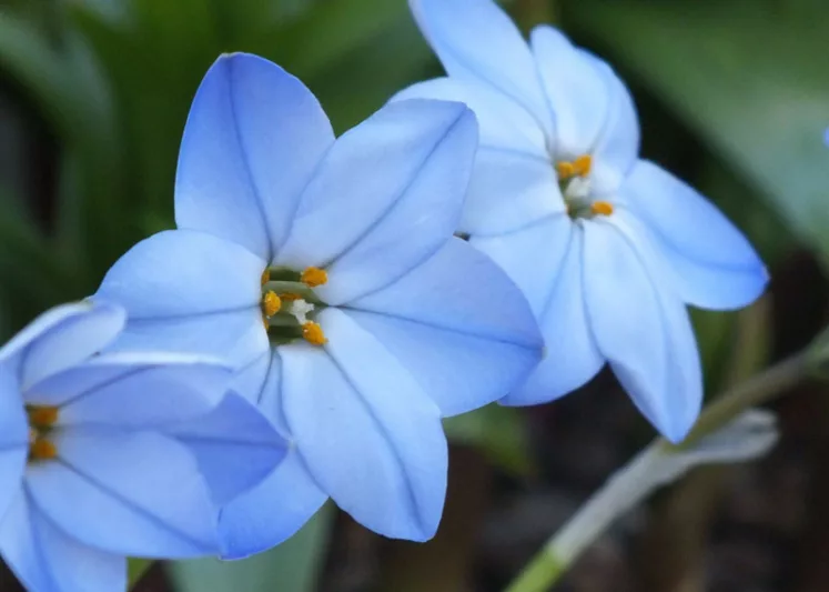 Ipheion 'Rolf Fiedler', Spring Starflower 'Rolf Fiedler', Starflower 'Rolf Fiedler', Springstar 'Rolf Fiedler', Ipheion uniflorum 'Rolf Fiedler', Tristagma 'Rolf Fiedler', early flowering bulb, winter bulb, Blue flowering bulb, Blue winter flowers