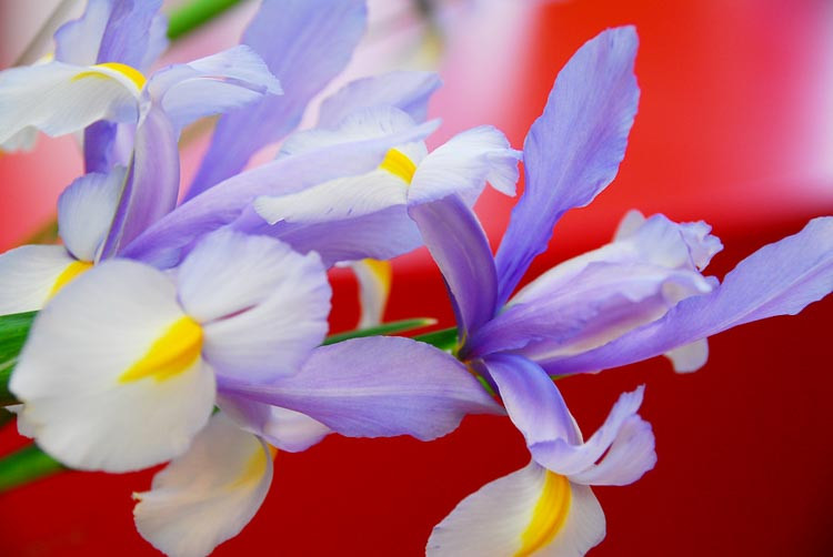 Dutch Iris, Iris hollandica