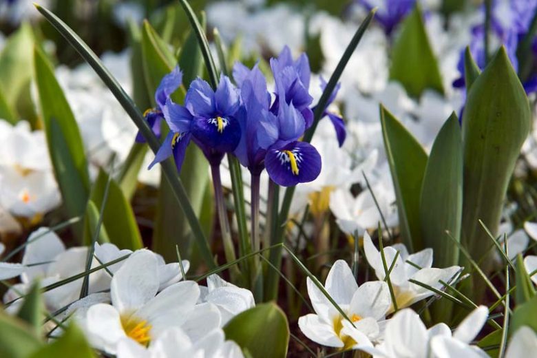 Crocus 'Ard Schenk', Crocus ChrysanthusArd Schenk, Snow Crocus Ard Schenk, Snow Crocus, Botanical Crocus Ard Schenk, Spring Bulbs, Spring Flowers, White Crocus, Early spring bulb, Botanical Crocus