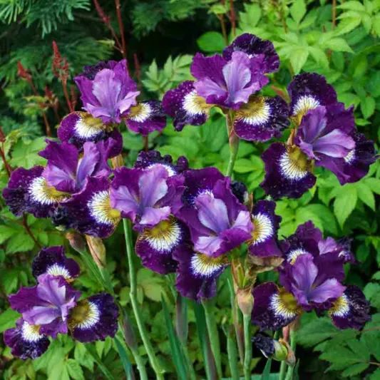 Siberian Iris Contrast in Styles, Iris Sibirica Contrast in Styles, Siberian flag Contrast in Styles, purple flowers, purple siberian iris, purple iris
