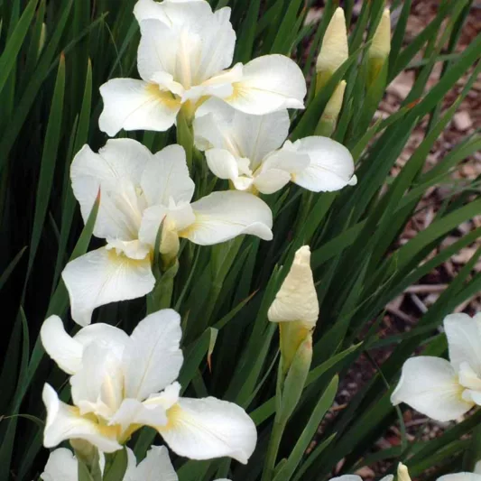 Iris Sibirica 'White Swirl' growing information, Siberian Iris 'White Swirl', Siberian Flag 'White Swirl', White flowers, Flowers for wet soils, Plants for wet soils