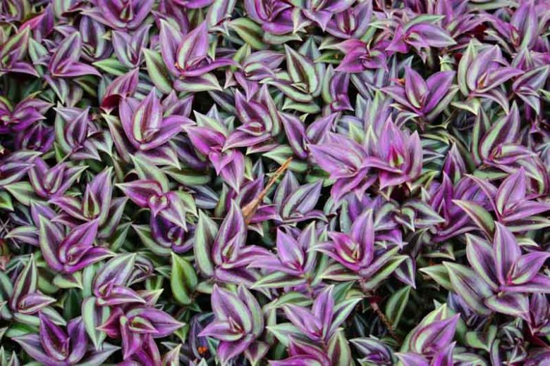 Tradescantia zebrina, Wandering Jew, Silver Inch Plant, Tradescantia pendula, Tradescantia tricolor, Tradescantia zebrina pendula