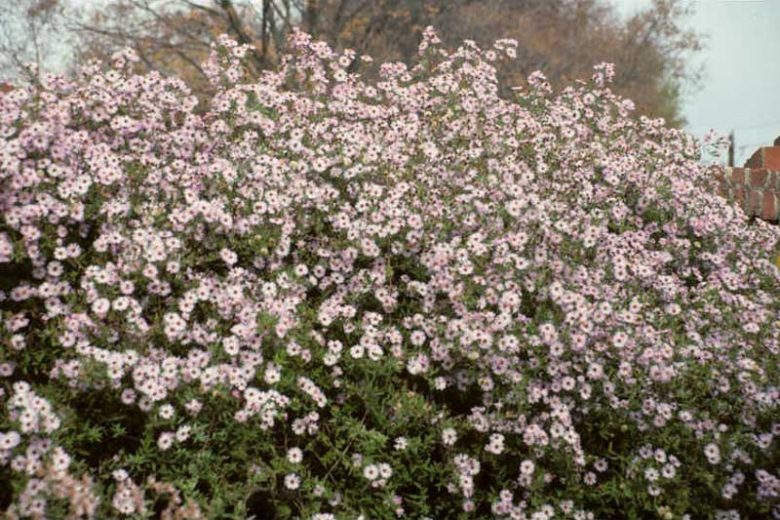 Ampelaster carolinianus, Climbing Aster, Climbing-aster, Aster carolinianus, Lasallea caroliniana, Virgulus carolinianus, purple aster, Lilac aster, Pink Aster,