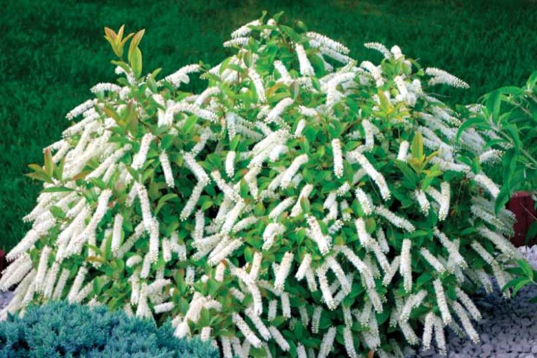 Itea virginica Little Henry®, Virginia Sweetspire Little Henry®, Sweet Spire Little Henry®, Tassel-White Little Henry®, Virginia Willow Little Henry®, Virginian Willow Little Henry®, Itea virginica 'Sprich'