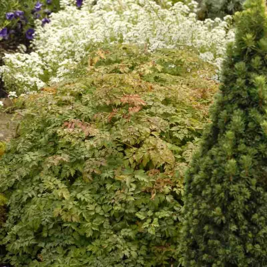 Aruncus aethusifolius, Dwarf Goat's Beard, Aruncus dioicus var. aethusifolius, Astilbe aethusifolius, White Flowers, Shade Plant, Plants for Shade, Plants for wet soils