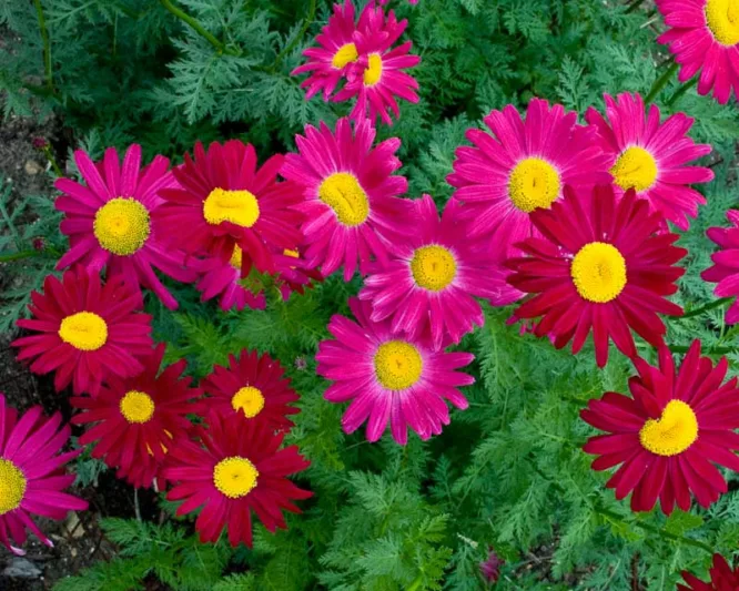 Tanacetum Coccineum 'Robinson's Red', Painted Daisy 'Robinson's Red', Pyrethrum 'Robinson's Red', Red flowers