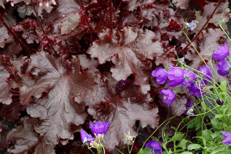 Heuchera 'Black Beauty', Coral Bells 'Black Beauty', Alum Root 'Black Beauty', Coral Flower 'Black Beauty', Shade plants, Evergreen plants, Black Heuchera, Purple Heuchera, Maroon Heuchera