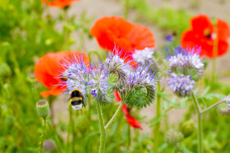 Phacelia, Scorpionweed, Heliotrope, Bee Phacelia, Blue Tansy, Facelia, Fiddleneck, Lacy Phacelia, Lacy Scorpion-Weed, Tansy Phacelia