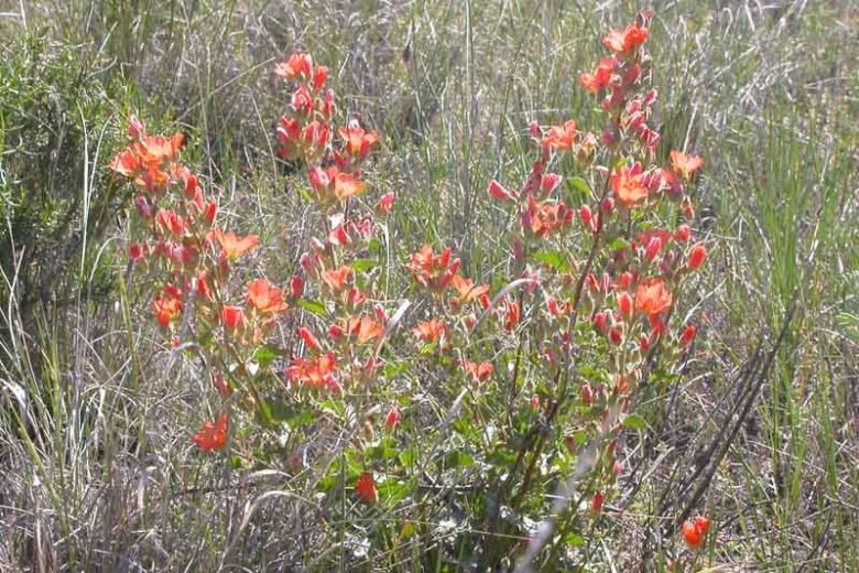 Sphaeralcea munroana, Munro's Globemallow, White-stem Globe-mallow, Orange Globemallow, Desert Mallow, Whitestem Globemallow, Malva munroana, Nuttallia munroana, Malvastrum munroana, Malveopsis munroana, Orange Flowers