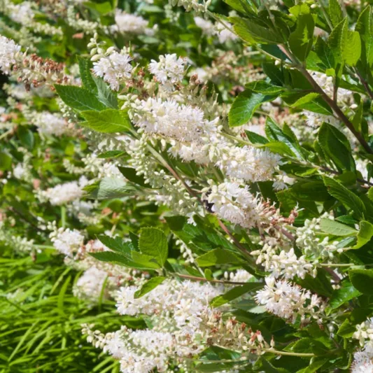 Hydrangea Arborescens Annabelle, Smooth Hydrangea 'Annabelle', Hydrangea 'Annabelle', White hydrangea, Best hydrangeas, AGM Hydrangeas