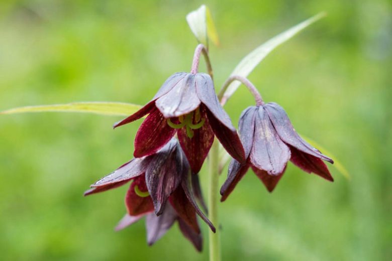 Fritillaria camschatcensis, Black Lily, Black Sarana, Chocolate Lily, Kamchatka Fritillary, Wild Rice,Northern Rice Root, Spring Bloom, Late Spring bloom
