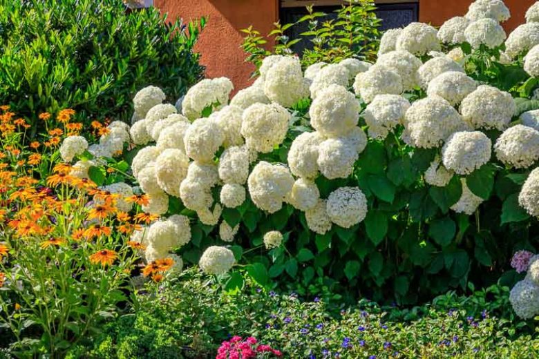 hydrangea arborescens, Smooth hydrangea
