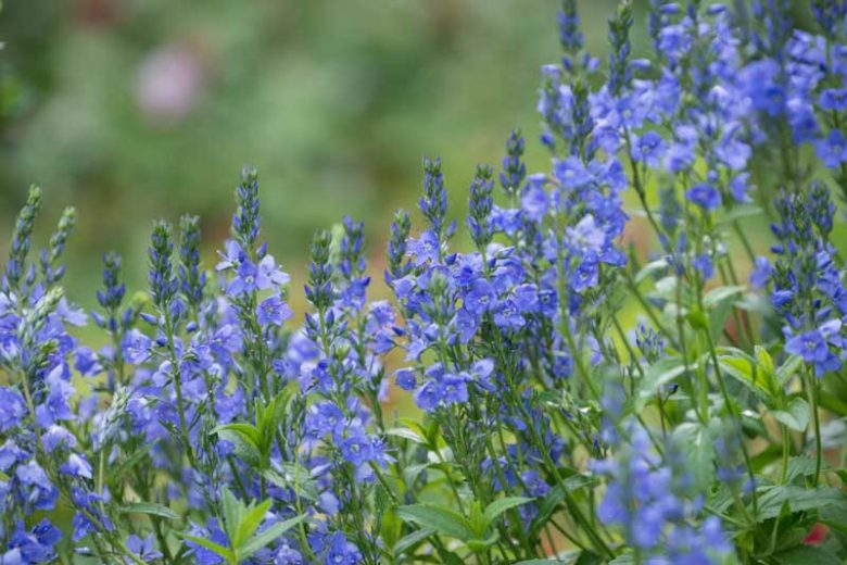 Veronica prostrata, Prostrate Speedwell, Rock Speedwell, Veronica austriaca var. dubia, Veronica rupestris, Blue Flowers, Ground covers, Blue groundcover