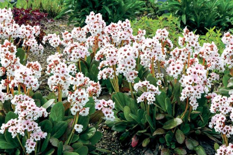 Bergenia 'Angel Kiss', Elephant's Ears 'Angel Kiss', Pig Squeak 'Angel Kiss', Pink Bergenia, Evergreen Perennial, Shade Perennial