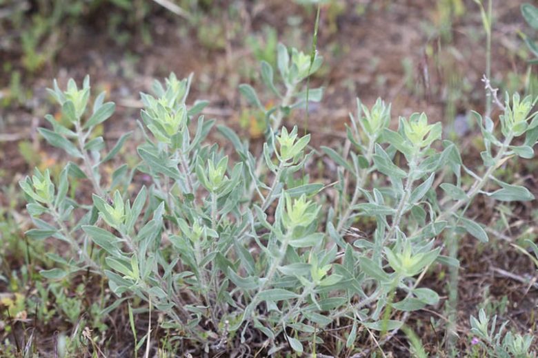 heterotheca villosa