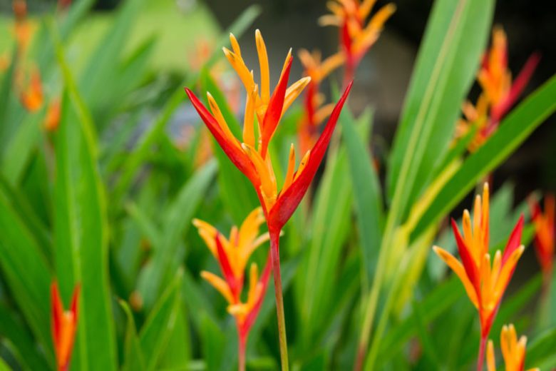 Heliconia psittacorum, Parrot Heliconia, Parrot's Beak, Parrot's Flower, Parrot's Plantain, Parakeet Flower, False Bird-of-Paradise, Golden Torch, Japanese Canna, Exotic Flowers, Red Flowers, Yellow Flowers