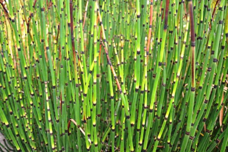 Equisetum hyemale, Horsetail, Rough Horsetail, Dutch Rush, Dutch Rushes, Pewterwort, Scouring Rush, Shave Grass, Snake Grass, Scouringrush Horsetail, Perennial Grass