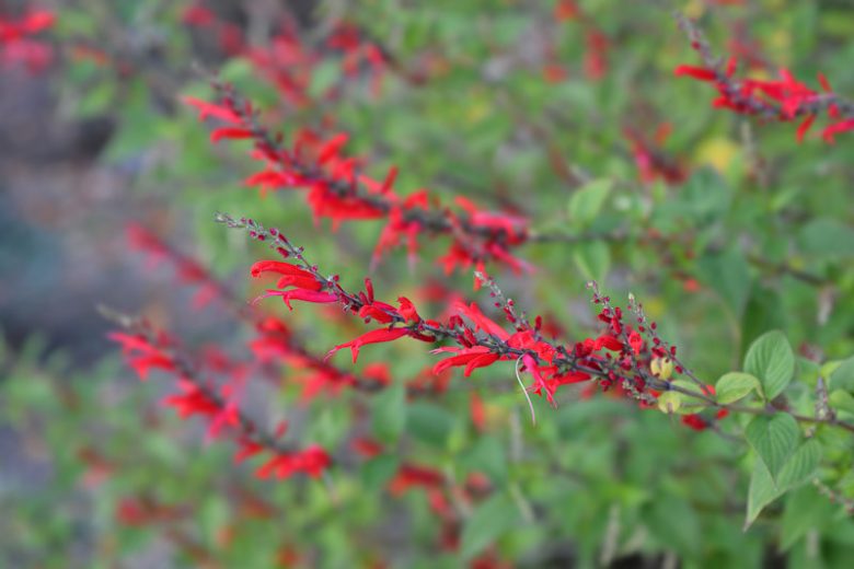 Salvia elegans, Pineapple Sage, Red salvia, Red sage, evergreen salvia, evergreen sage