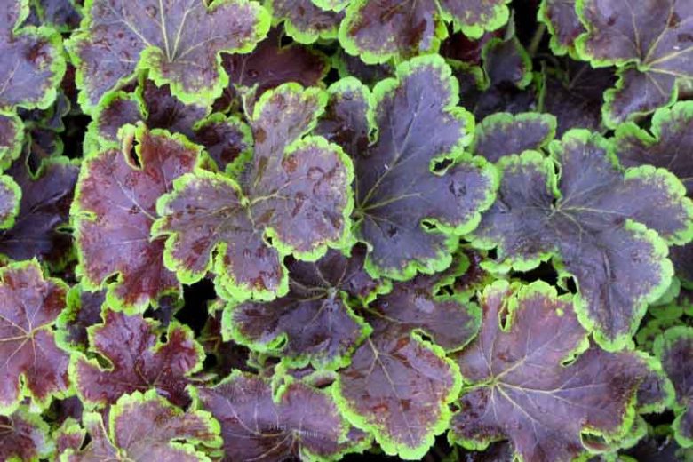 Heucherella 'Solar Eclipse', Foamy Bells 'Solar Eclipse, Shade plants, Evergreen perennials, Lime Heucherella, Lime Foamy Bells, Red Heucherella,Red Foamy Bells