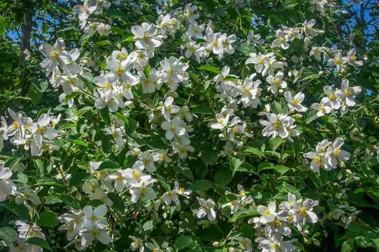 philadelphus lewisii, Wild Mock Orange, Lewis' Mock Orange,  Mock Orange, California Mock Orange, White flowers, Fragrant shrub, Flowering Shrub