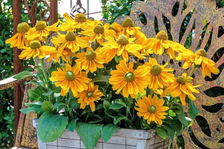 Amarillo Gold Black Eyed Susan, Rudbeckia Amarillo Gold, Rudbeckia hirta 'Amarillo Gold', Gloriosa Daisy Amarillo Gold, Black-eyed Susan 'Amarillo Gold', Yellow Perennial, Yellow Flowers