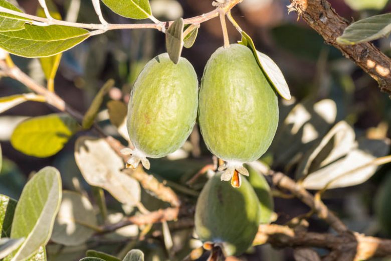Acca sellowiana, Pineapple Guava, Feijoa sellowiana, Red Flowers, Fruit Shrub