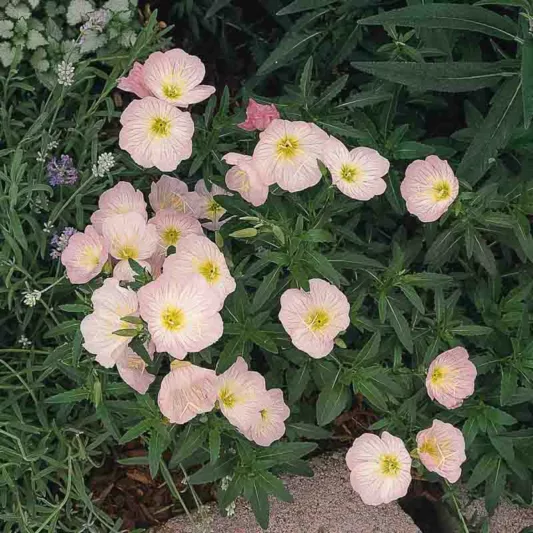 Oenothera Speciosa (Evening Primrose), Evening Primrose, Pink Ladies, White Evening Primrose, Pinkladies, Pink Evening Primrose, Showy Evening Primrose, Mexican Primrose, pink flowers, ground covers, grouncover, perennial ground cover