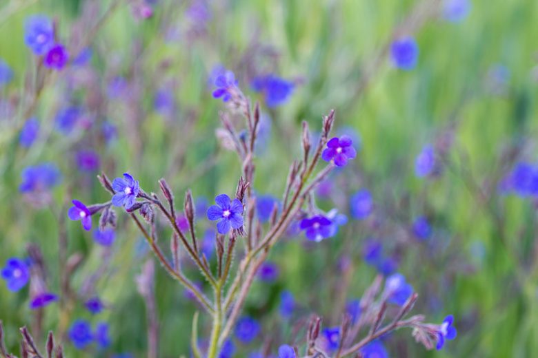 Anchusa Azurea, Blue Bugloss, Anchusa Italica, Alkanet, Italian Alkanet, Italian Bugloss, Blue flower, Blue flowers