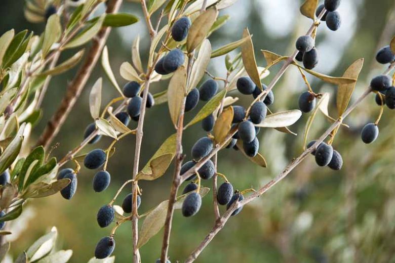 Olea europaea, Olive Tree, Common Olive, Cultivated Olive, Edible Olive, European Olive, Lady's Oil, Olive Oil Plant, Sweet Oil Plant, Evergreen Tree