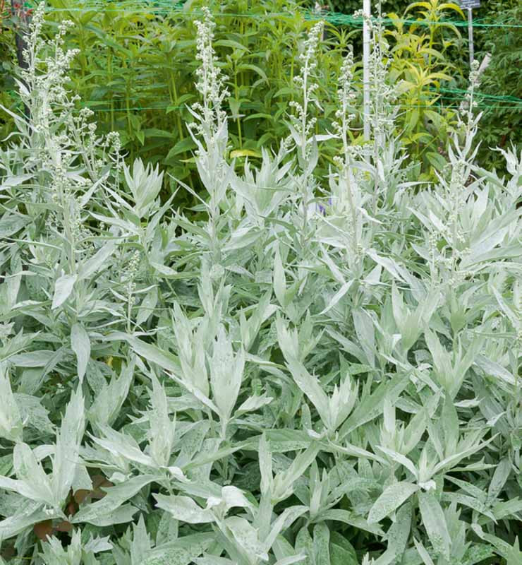 Artemisia Ludoviciana