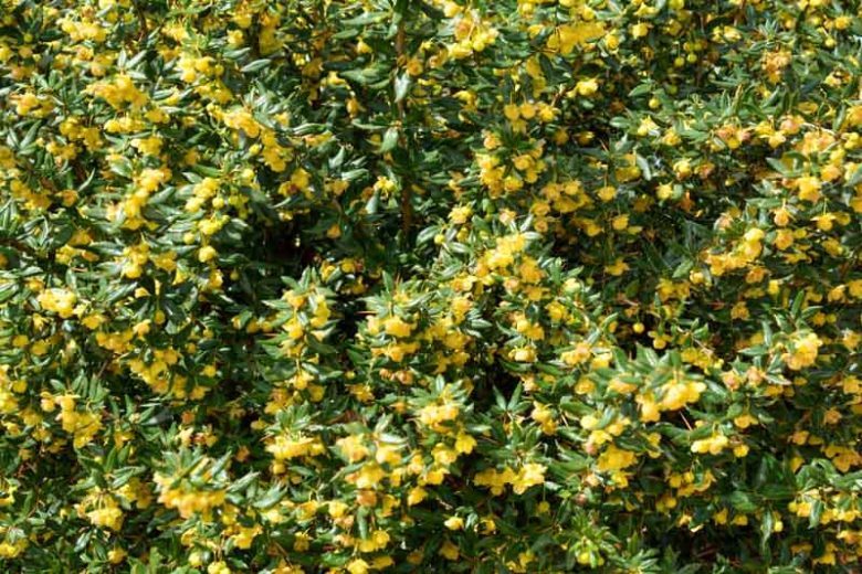 Berberis verruculosa, Warty Barberry, Warted Barberry, Berries, Shrub with Berries, Evergreen Shrub, Red Berries, Flowering Shrub, Yellow Flowers