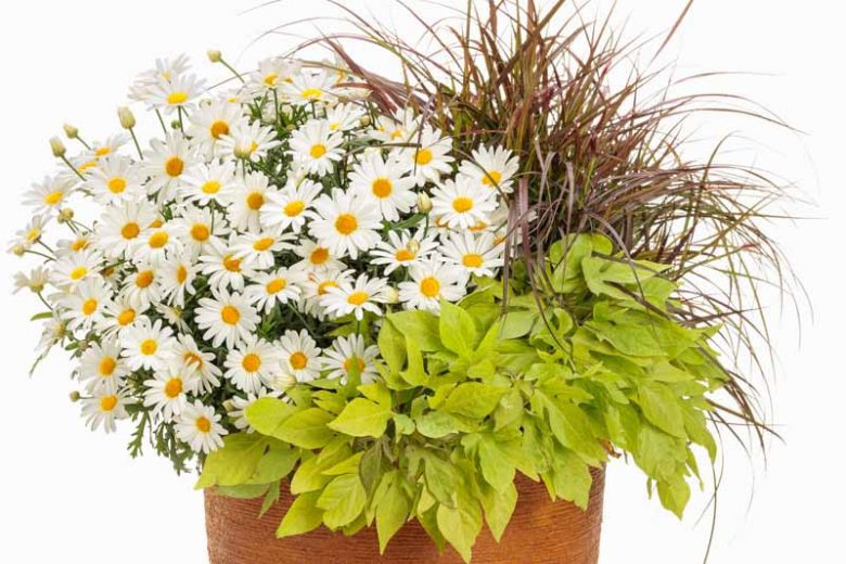 Marguerite Vanilla Butterfly®, Paris Daisy Vanilla Butterfly®, Cobbitty Daisy Vanilla Butterfly®, Argyranthemum frutescens 'G15104', Yellow Flowers
