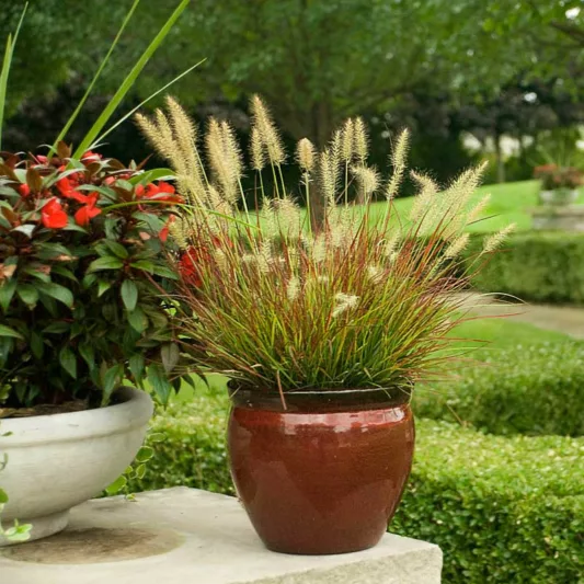 Pennisetum Alopecuroides 'Burgundy Bunny', Fountain Grass 'Burgundy Bunny', Foxtail Grass 'Burgundy Bunny', Chinese Fountain Grass 'Hameln', Fountain Grass design ideas, Foxtail Grass design ideas
