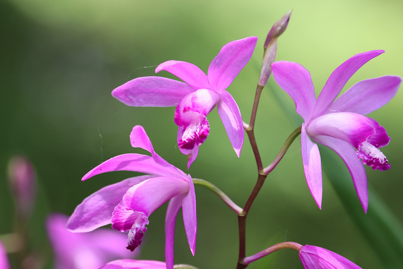 Bletilla, Hardy Orchids, Hardy Orchid, Chinese Ground Orchid, Hyacinth Orchid, Bletilla hyacinthina, Bletia hyacinthina, Bletia striata