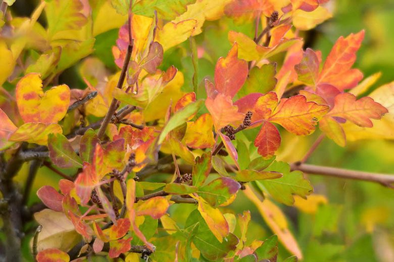 Rhus trilobata, Skunkbush, Skunkbush Sumac, Fragrant Sumac, Aromatic Sumac, Scented Sumac, Ill-scented Sumac, Basketbush, Squawbush