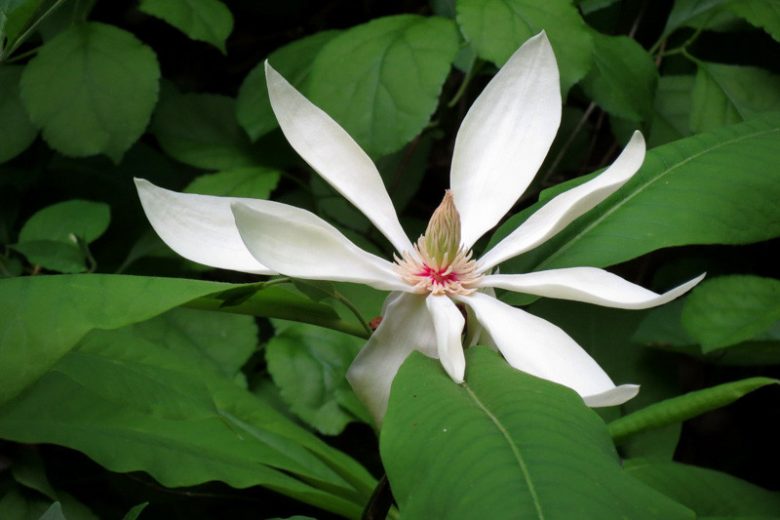 Magnolia macrophylla, Bigleaf Magnolia, Large-Leaved Cucumber Tree, Umbrella Tree