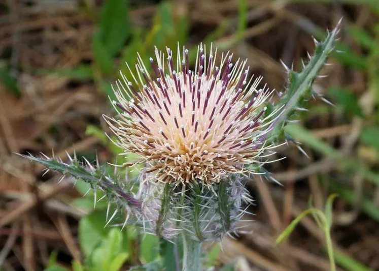 Cirsium horridulum, Bull Thistle, Bristle Thistle, Yellow Thistle, Horrid Thistle, Purple Thistle, Spiny Thistle, perennial plant, perennial plants, Purple flowers, Pink flowers