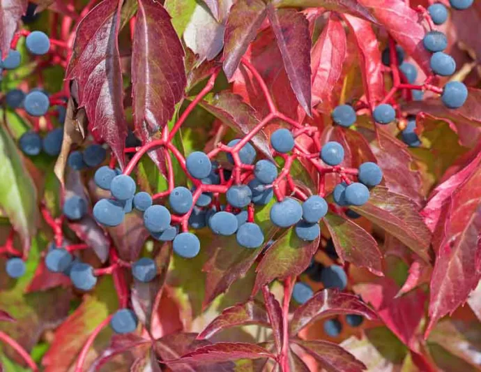 Parthenocissus quinquefolia, Virginia Creeper, American Ivy, American Woodbine, False Grape, Five-Leaved Ivy, Five-Leaves, True Virginia Creeper, Wild Wood Vine, Woodbine, Deciduous Vines, Red Vines