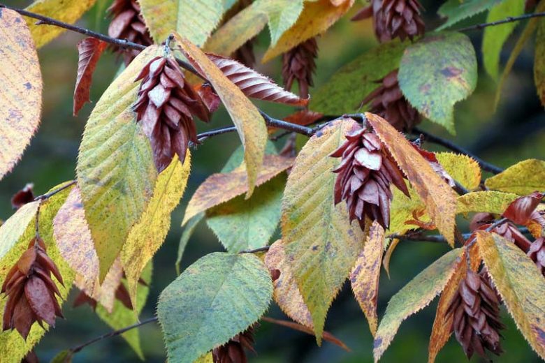 Ostrya virginiana