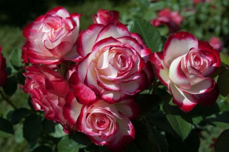 Rosa 'Cherry Parfait', Rose 'Cherry Parfait', Rosa 'Jubilé du Prince de Monaco ', Rosa 'Fire & Ice', Rosa 'Blumenstadt Tulln', Rosa 'MEIsponge', Rosa 'Saint Petersburg Testimonial', Grandiflora Roses, Shrub Roses, Red roses, Bicolor Roses, Rose bush
