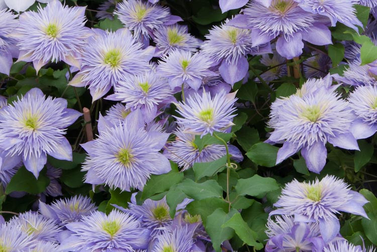 Clematis 'Crystal Fountain', Large-Flowered Clematis 'Crystal Fountain', Clematis 'Evipo038', Clematis 'Fairy Blue', group 2 clematis, Lavender clematis, Blue Clematis, Clematis Vine, Clematis Plant, Flower Vines, Clematis Flower, Clematis Pruning,