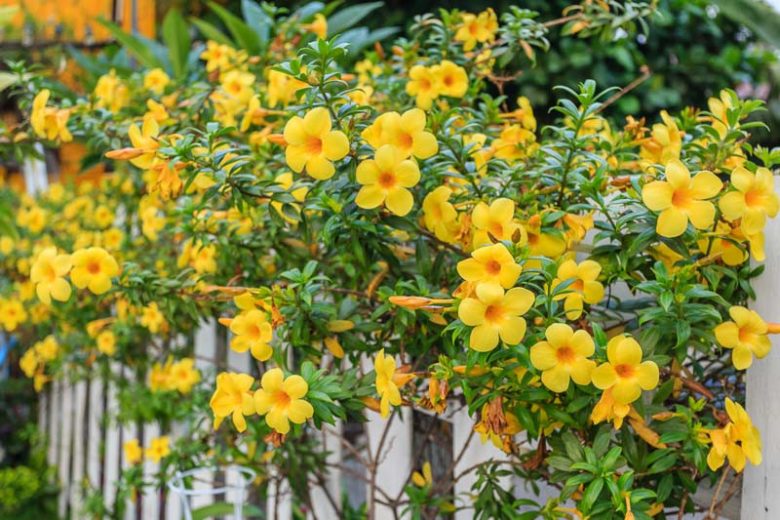 Allamanda cathartica, Golden Trumpet, Allamanda, Yellow Flowers