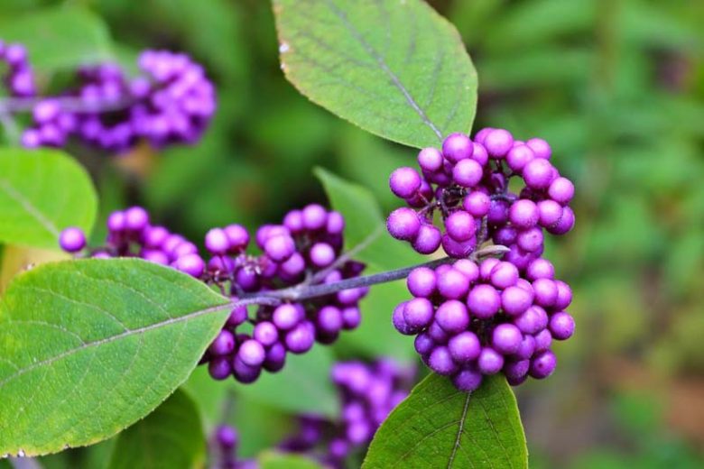 Callicarpa Japonica, Japanese Beautyberry, Purple Berries, Flowering shrubs, Purple fruit